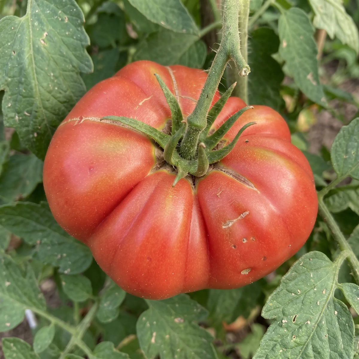 Macro d une tomate Marmande sur pied, cotes profondes et calice a sepales recourbes