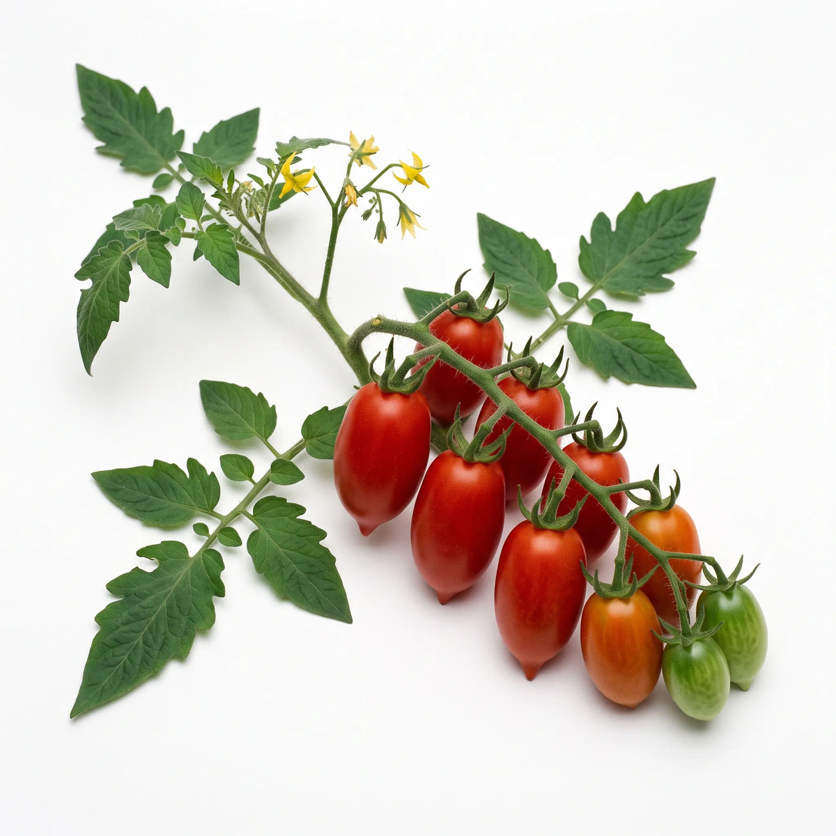 Rameau de tomate Roma sur fond blanc avec grappe, feuilles et fleurs