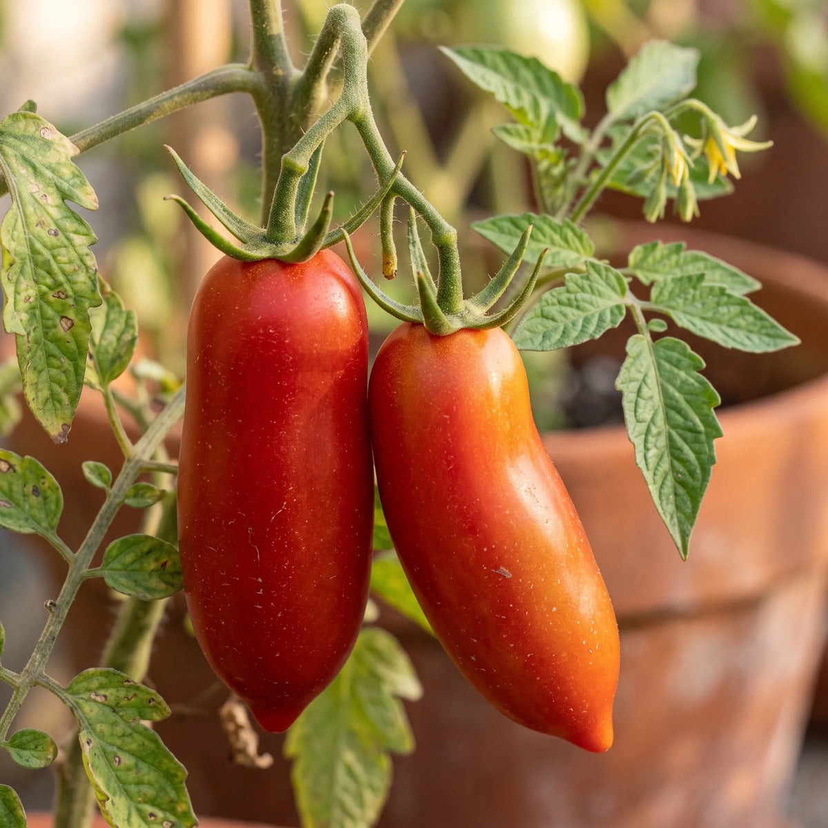 Macro d'une tomate San Marzano cylindrique à mamelon pointu, sur la plante