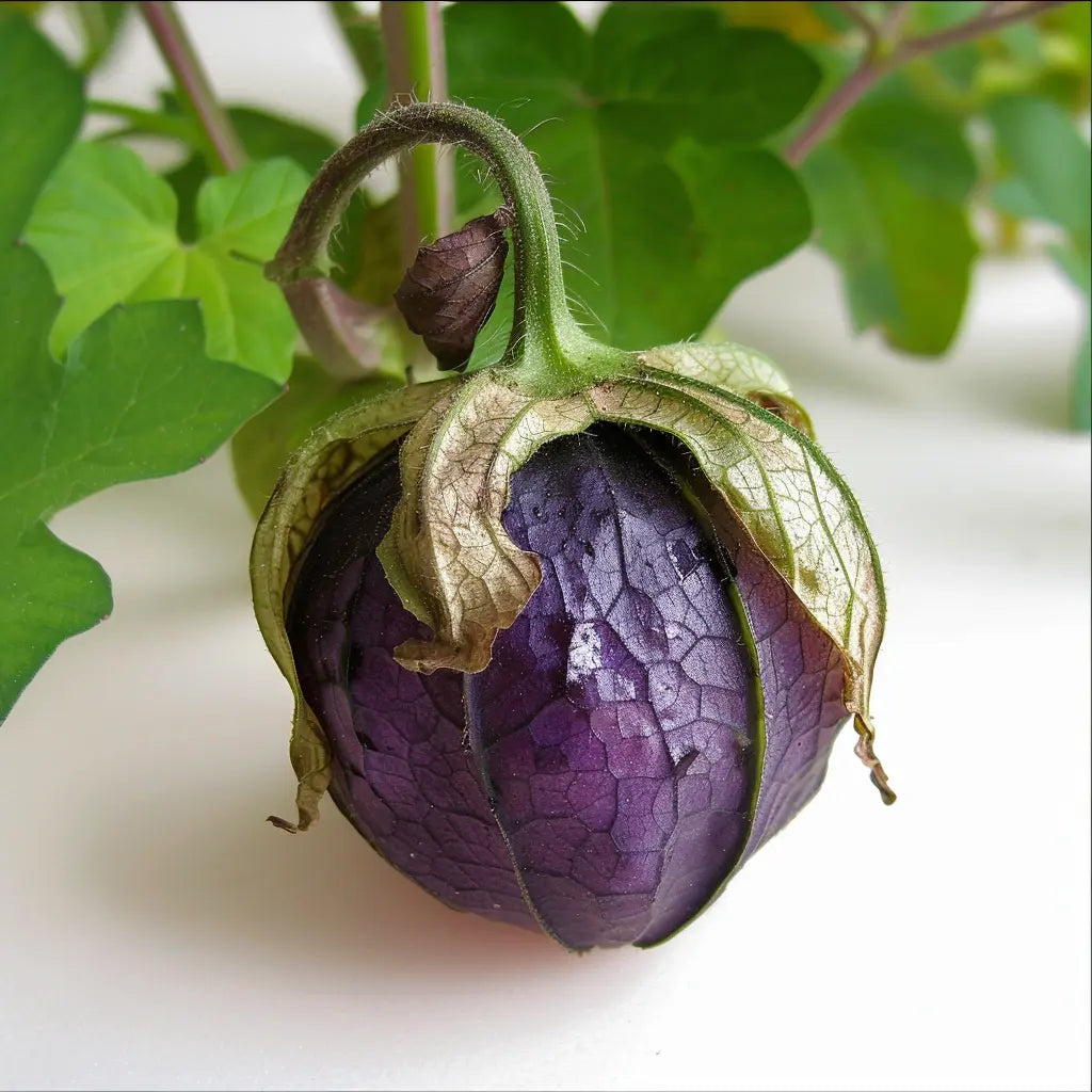 100 Graines de Tomatillo Pourpre