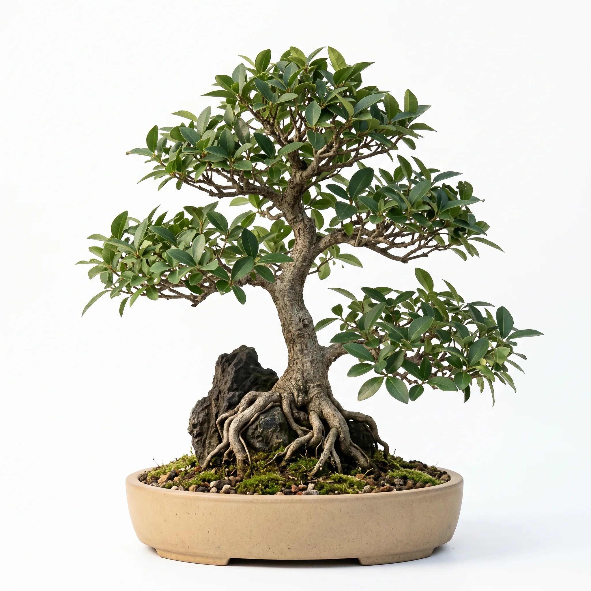 Bonsaï de troène du Japon en style racines sur roche, en pot, sur fond blanc