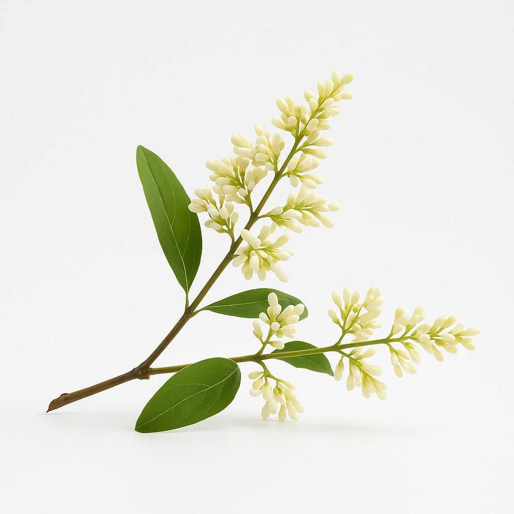 50 Graines de Troène du Japon (Ligustrum Japonicum)