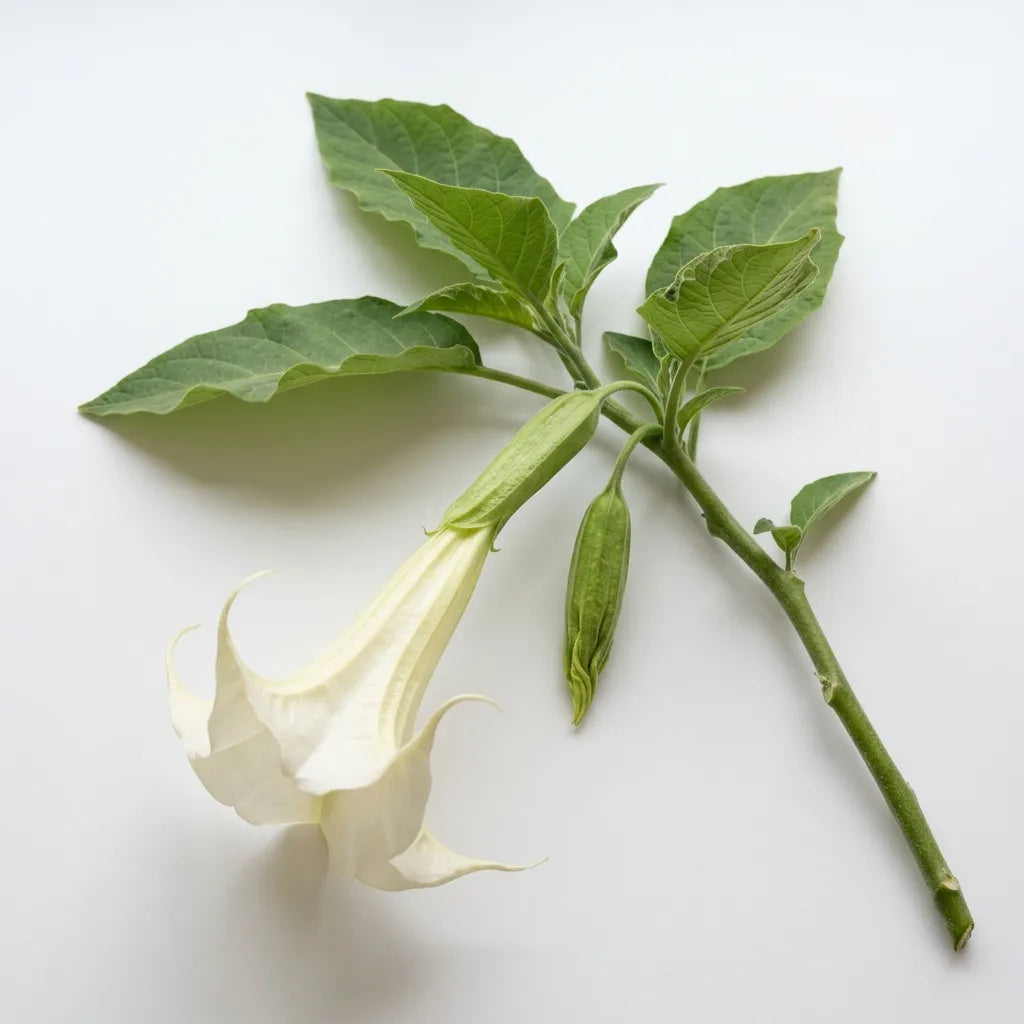 Rameau de Trompette des Anges blanche (Brugmansia suaveolens) avec sa fleur pendante, sur fond blanc — SemiSauvage