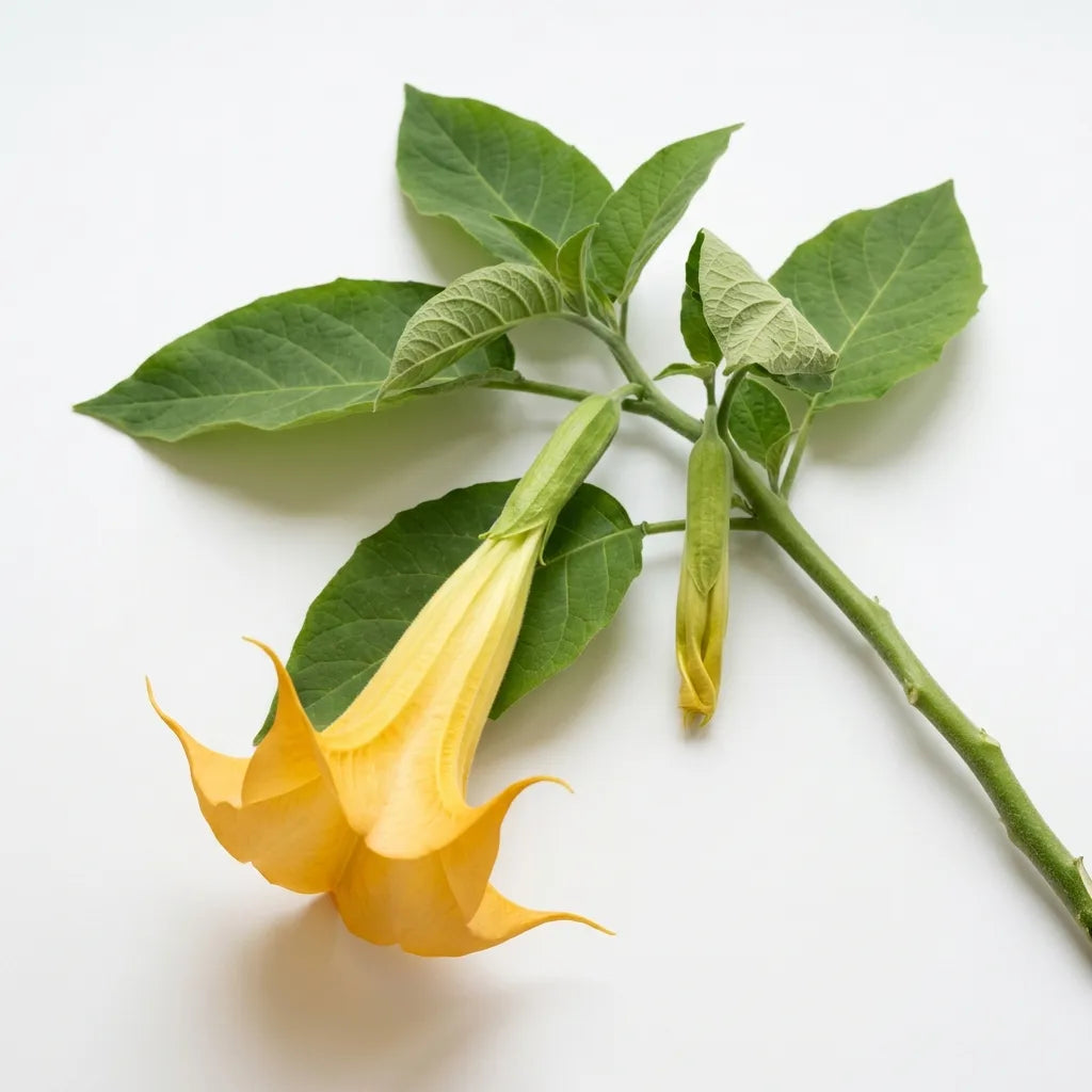 Rameau de Trompette des Anges jaune (Brugmansia suaveolens) avec sa fleur pendante, sur fond blanc — SemiSauvage