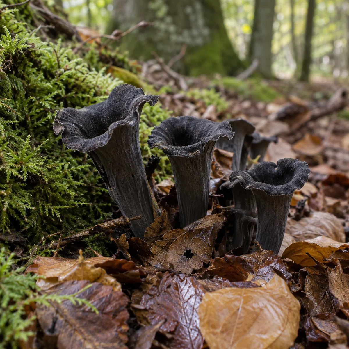 Trompettes-de-la-mort dans les feuilles d’un sous-bois.