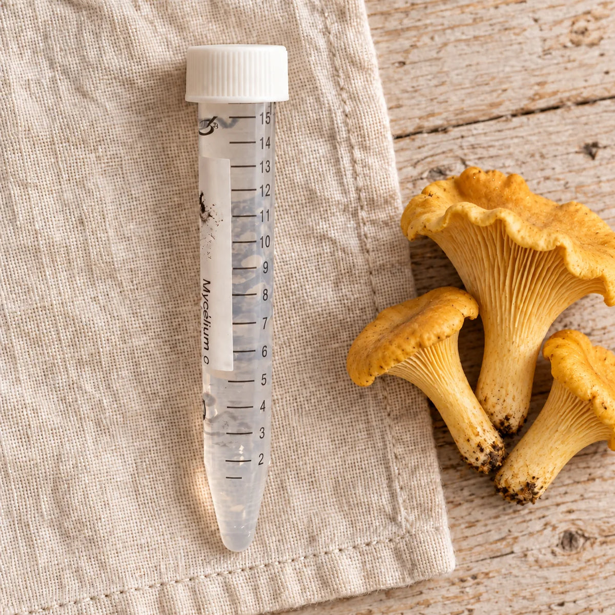 Tube de mycélium liquide de girolle jaune de 15 ml, sur un linge écru avec les champignons correspondants.