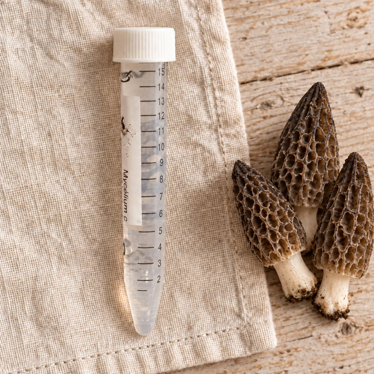 Tube de mycélium liquide de morille conique de 15 ml, sur un linge écru avec les champignons correspondants.