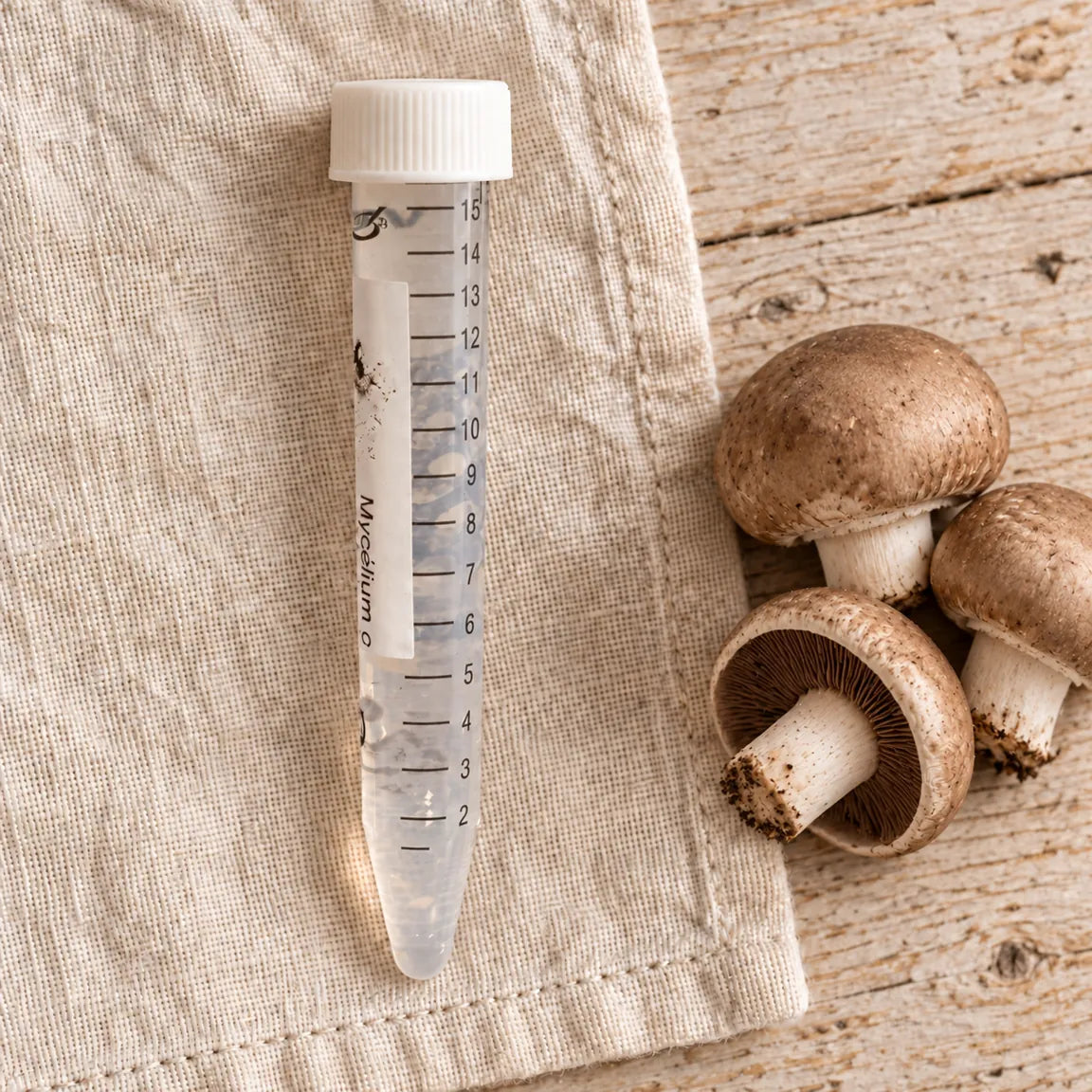 Tube de mycélium liquide de champignons de Paris bruns de 15 ml, sur un linge écru avec les champignons correspondants.