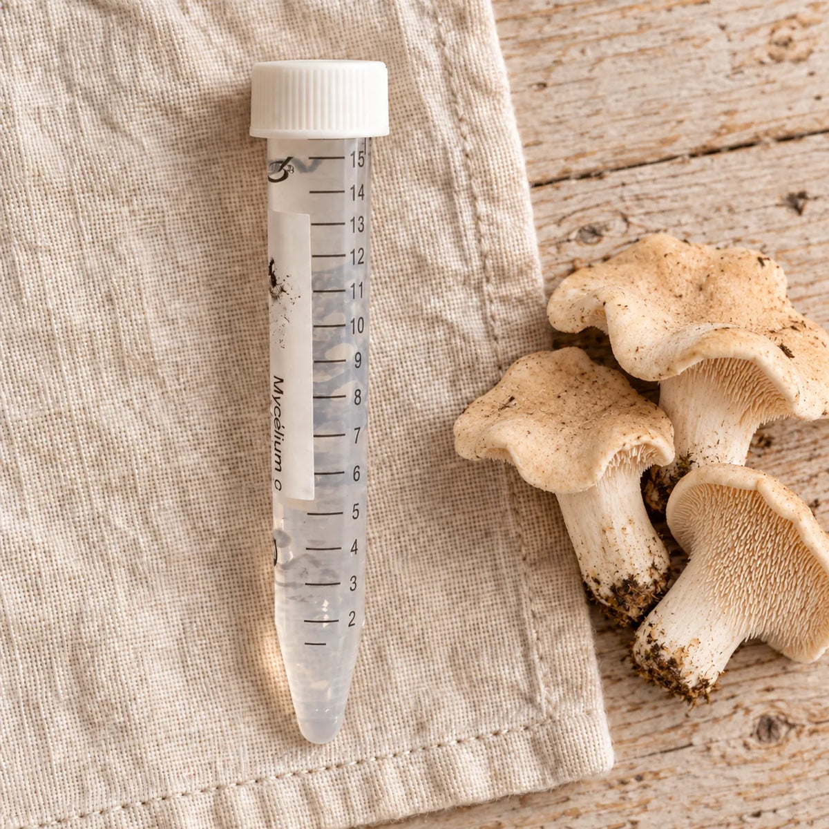 Tube de mycélium liquide de pied-de-mouton de 15 ml, sur un linge écru avec les champignons correspondants.