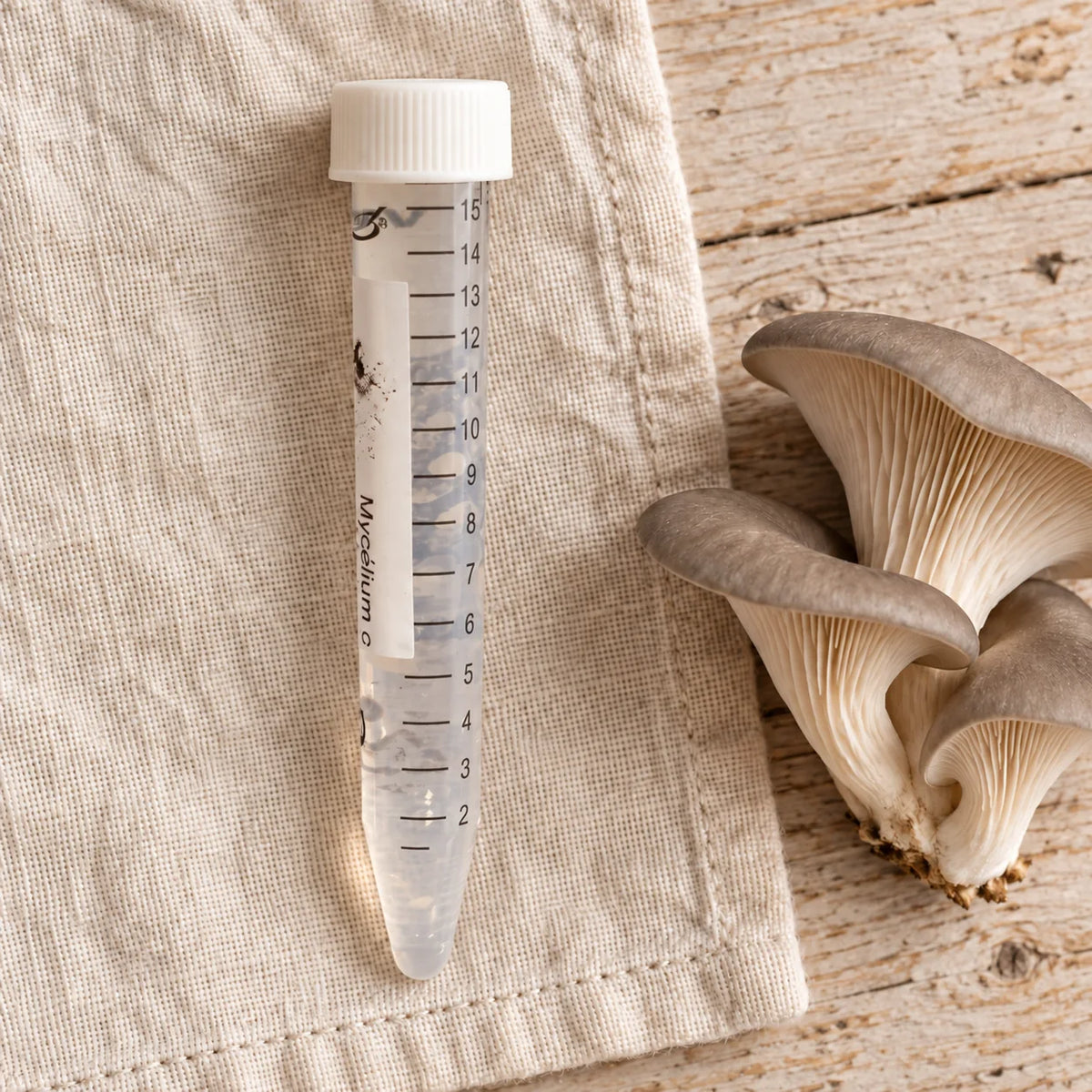 Tube de mycélium liquide de pleurote de 15 ml, sur un linge écru avec des pleurotes gris.