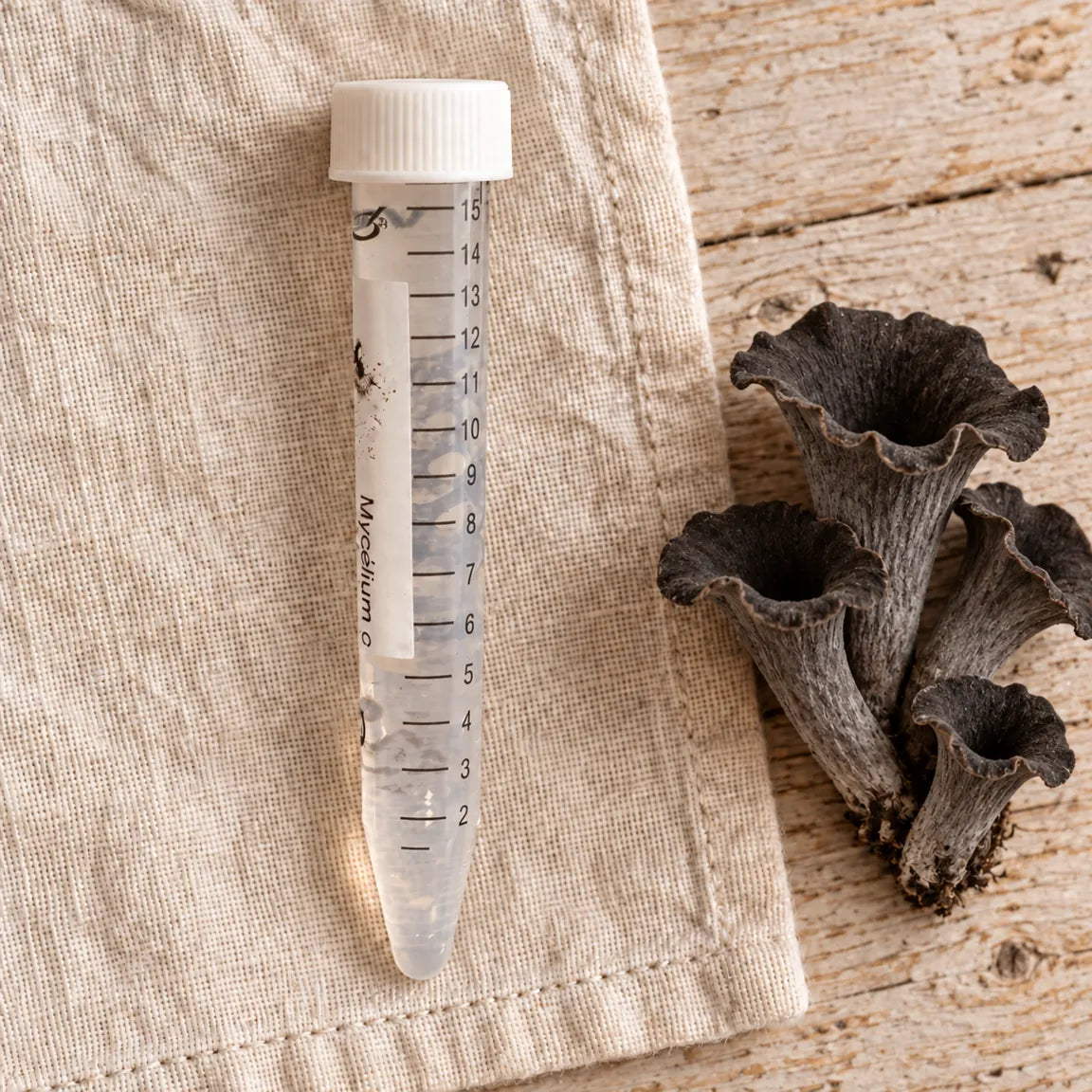 Tube de mycélium liquide de trompette-de-la-mort de 15 ml, sur un linge écru avec les champignons correspondants.