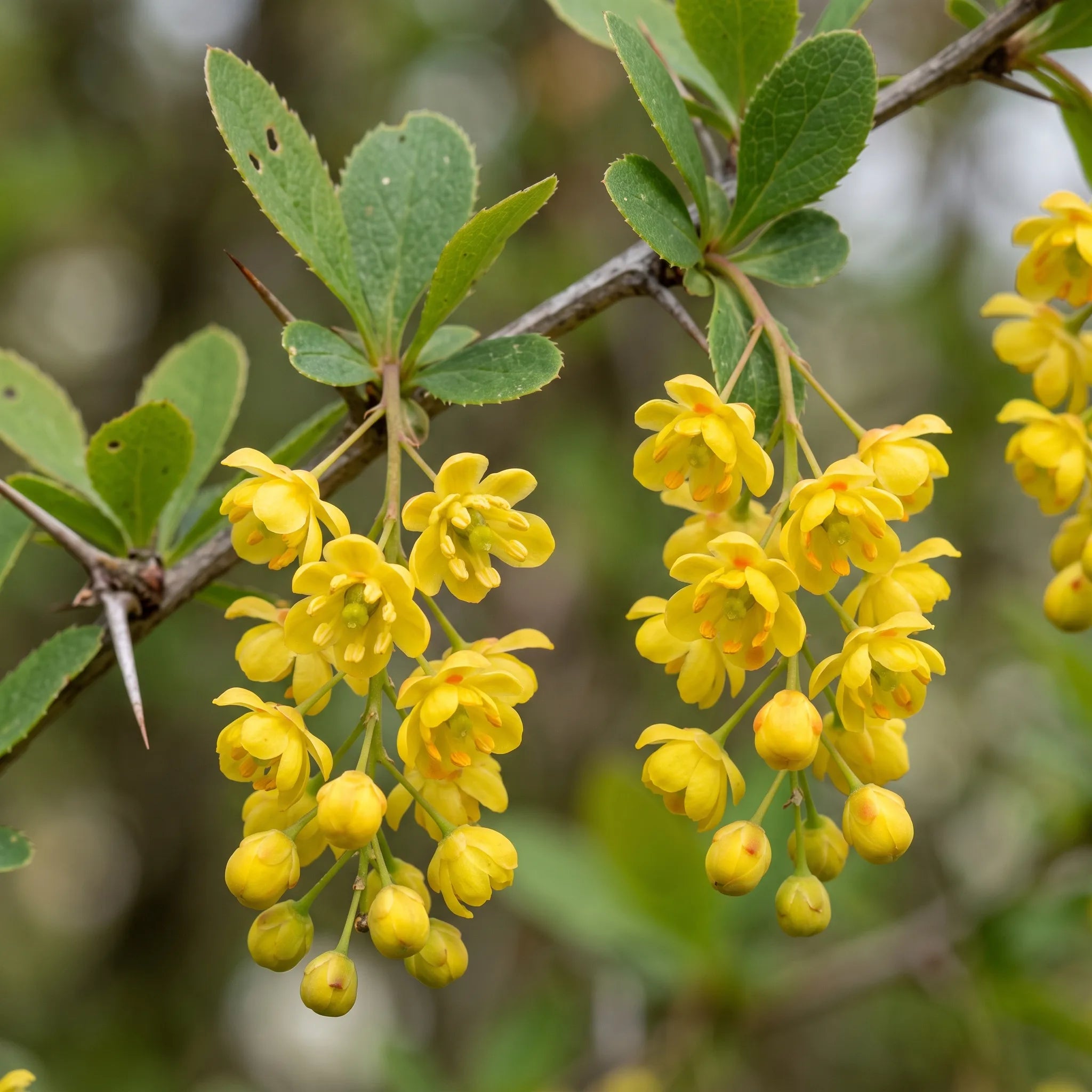 Grappes pendantes de fleurs jaunes du vinettier au printemps, floraison tres mellifere