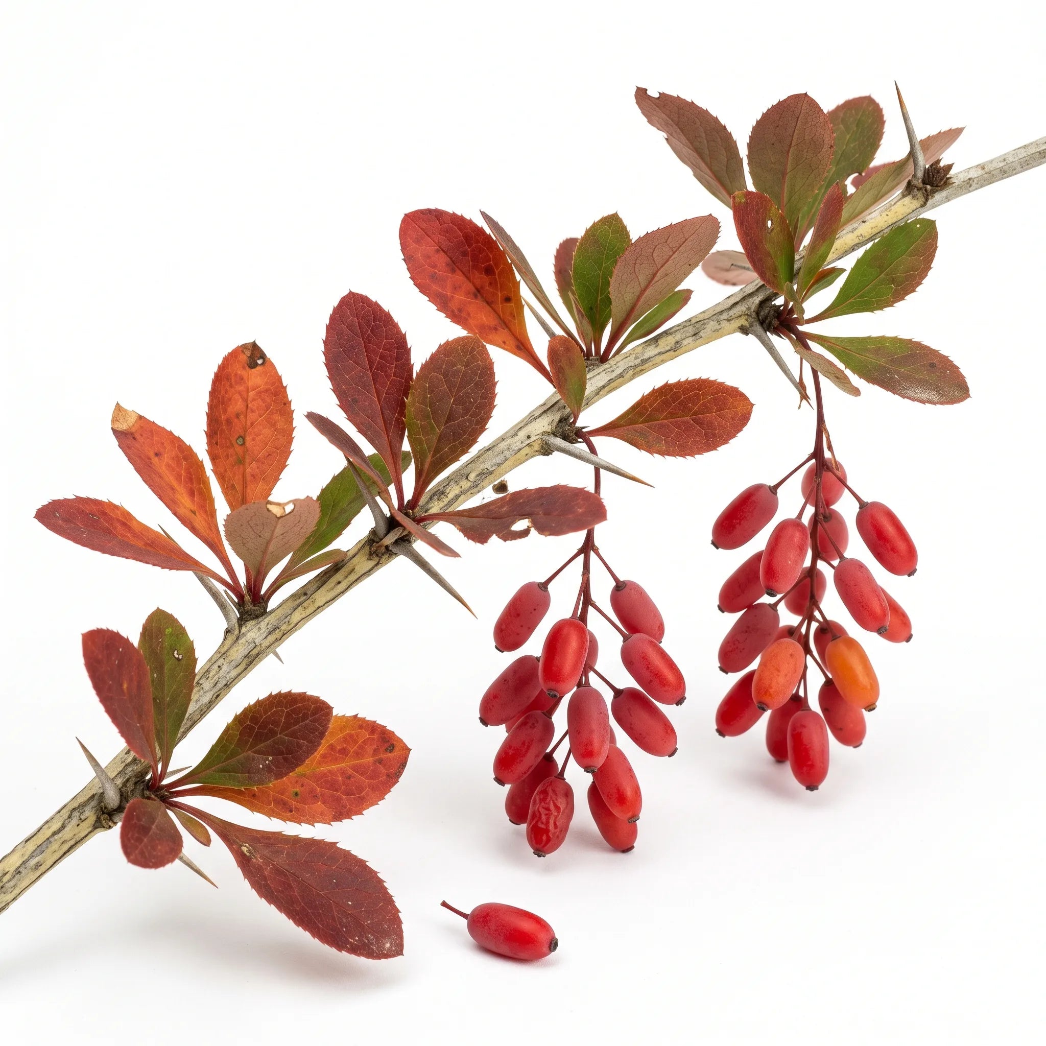 Rameau de vinettier Berberis vulgaris sur fond blanc, baies rouges allongees et epines trifides