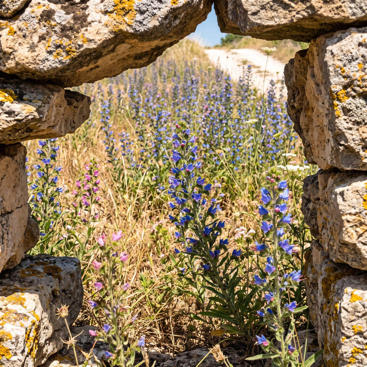 Friche bleuie de vipérines vue depuis une brèche de muret de pierre sèche — SemiSauvage