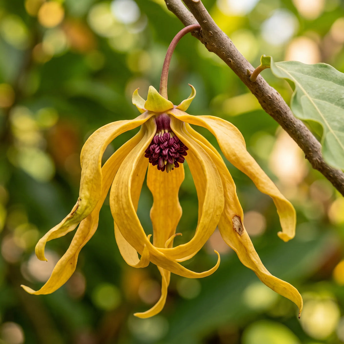 Macro d'une fleur d'ylang-ylang à six pétales en lanières vrillées — SemiSauvage