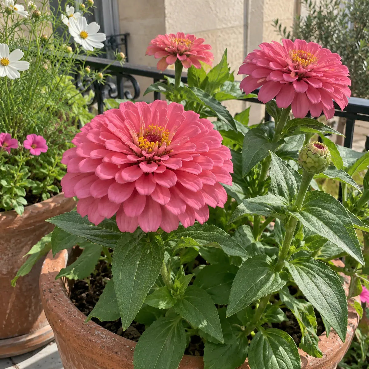 Zinnias Rose Mystique aux fleurs doubles roses en pot sur un balcon.